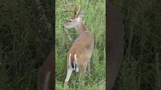 Whitetail buck wags his tail [upl. by Savadove]