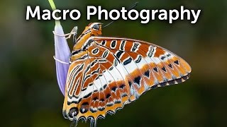 Macro Photography  How to  Canon lenses [upl. by Devad]