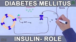 Diabetes Mellitus [upl. by Esidnac]