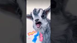 Cute Goat 😍 baby goat anime viralvideo shorts monkey cat dog cat [upl. by Cormick]