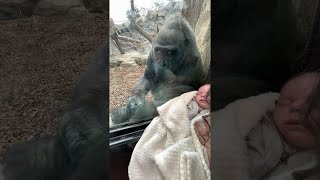 Mother Shares Unique Maternal Bond with Gorilla  ViralHog [upl. by Thaddaus]