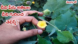 ఈ మొక్క గురించి తెలిస్తే  Abutilon indicum or Atibala health benefits in telugu [upl. by Diego698]