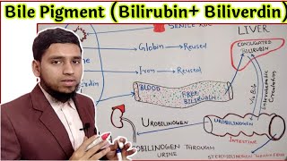 Production of Bile pigment  BilirubinBiliverdin  Congugated Bilirubin Uncongugated Bilirubin [upl. by Kimbra792]