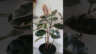 Ficus Tineke Rubber Tree indoorplants rubberplants variegated [upl. by Forlini]