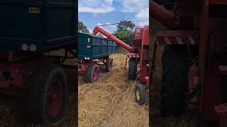 Owies ozimy skoszony rolnictwo farming masseyferguson tractor belarus nature agriculture [upl. by Germin326]