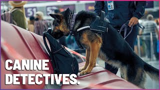 HighStakes Sniffing K9 Mounties Tackle Airplane Drug Search [upl. by Kilgore]