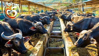 Water buffalo farms How to make millions of dollars from raising water buffalo  Farm documentary [upl. by Cirri]