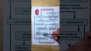 Arterial Pressure Regulation medical biology neet pathology physiology [upl. by Ilyah]