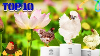 TOP DES MEILLEURES POULES COUVEUSES  Avoir des Poussins [upl. by Ericha]