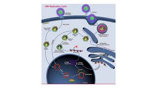 Cycle de réplication du Virus de lhépatite B VHB [upl. by Daniell]