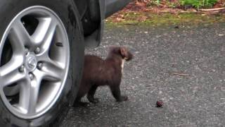 Pine Marten visit Deeside Scotland [upl. by Ahsilif491]