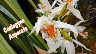 How to care Coelogyne Asperata Orchid  Sukses merawat Anggrek Coelogyne Asperata [upl. by Aden]