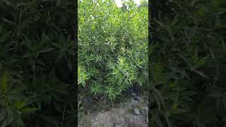 conocarpus flowers gardern plantnursery playstation nursery short youtubeshort [upl. by Phedra737]