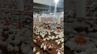 Poultry farm in fsd pk chickenflock animalhusbandry flockpower farming [upl. by Ative]