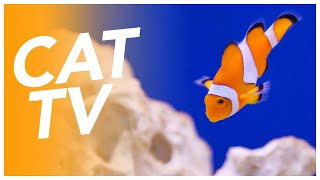 CAT TV  Underwater Aquarium Video for Cats  Coral Reef and Seabed Video 🐟🐠 [upl. by Sualocin52]