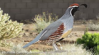 Quail Bird Family Running through the Arizona Desert [upl. by Elset]