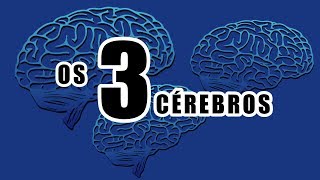 Os TRÊS CÉREBROS  Cérebro Repteliano Sistema Límbico Neocortex  InstintoEmoçãoRazão [upl. by Branch516]