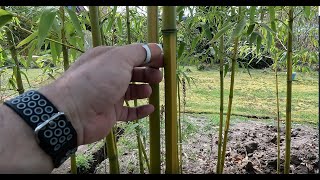 Identify running  clumping bamboo [upl. by Crow480]