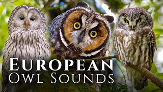 European Owl Sounds  🦉Meet 10 European Owls and Their Sounds [upl. by Goat66]