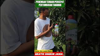 AGRO LESTARI NAIKKAN PANEN BERKALI LIPAT [upl. by Suravart]