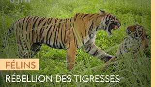 Des tigresses affrontent leur mère car elles convoitent son trône [upl. by Grondin]