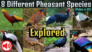 Different pheasant species pheasant videos [upl. by Aihtenyc981]