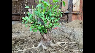 Blue Potato Bush Bonsai Lycianthes rantonnetii [upl. by Assenav]