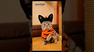 Halloween Fun with BigEared Cat in Costume cutecat halloweencostume [upl. by Aibat807]