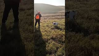 Brenda calling it pheasanthunting pointer birdhunting hunting uplandhunting birddog pheasant [upl. by Talich]