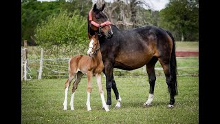 Rainette des Monts FRASCATOR MAIL x QUATSOUS 2005 mare [upl. by Geordie826]