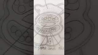 Stomata diagrambiology shorts like subscribe drawing [upl. by Llertak965]