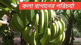 কলাবাগানের পরিচর্যা। kola baganer porichorcha banana  Rts krishi [upl. by Leahcimdivad]