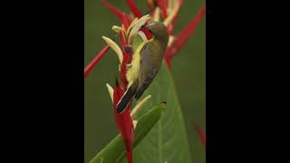 OliveBack Sunbird enjoying flower as breakfast birds mirrorlesscamera fujifilm wildlife [upl. by Gytle]