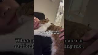 Best feeling ever 😹❤️ catvideos catmom cat catlover catshorts cutebaby cuddlycat [upl. by Itsirc]