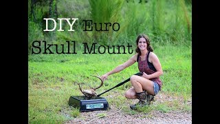 Euro Deer Skull Mount [upl. by Belden609]