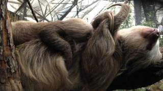 Baby Sloth Nursing [upl. by Ladnik]