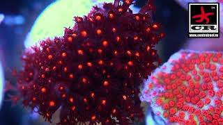 Stylocoeniella cyphastrea Leptastrea Montipora [upl. by Asiulairam534]