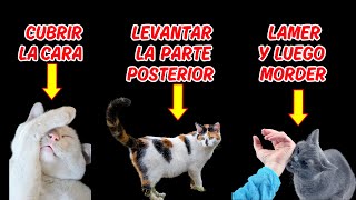 9 comportamientos extraños de tu gato y sus significados [upl. by Nadaba]