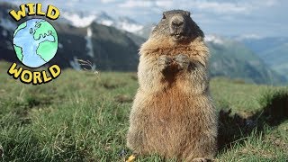 Wild World  Coypu  ZeeKay [upl. by Pickens]