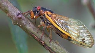 Periodical Cicadas Overrun the Forest  Planet Earth  BBC Earth [upl. by Slaby208]