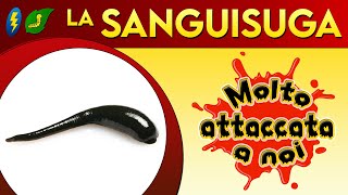 La Sanguisuga molto attaccata a noi âš¡ [upl. by Sheena]