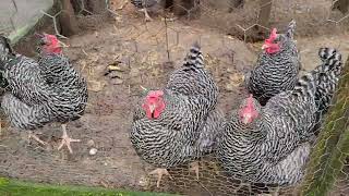 Barred Rock Chickens [upl. by Britney]