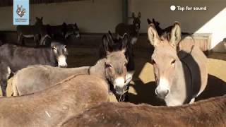 Chorus of donkeys [upl. by Llertnac]