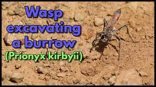 A wasp excavating its burrow in the soil [upl. by Scuram902]