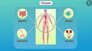 Plant Histology  Meristematic Tissue Primary amp Secondary [upl. by Keslie]