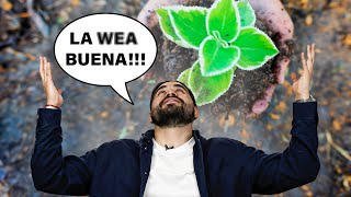 El Poder De Las Micorrizas En Tus Plantas [upl. by Oel483]