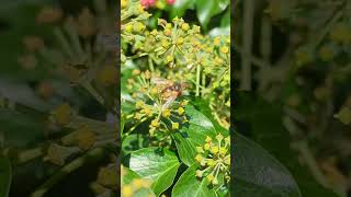 The parasitic orangecoloured bristly Tachinid fly Tachina fera 🪰 [upl. by Anyaled]