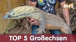 Top 5 Großechsen  Welche wird am zahmsten [upl. by Troy]