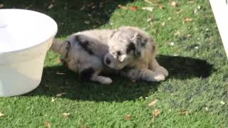 Miniature Labradoodle Puppies For Sale [upl. by Eiramlatsyrk]