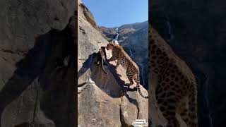 Epic Mountain Leopard and Cub Climbing Adventure  Majestic Wildlife Moments in the Wild [upl. by Cigam]